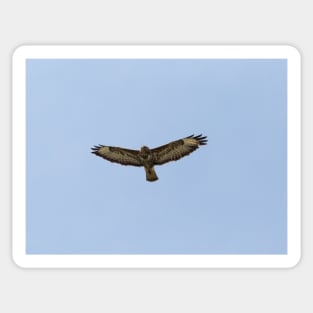 Hawk gliding on blue sky background Sticker